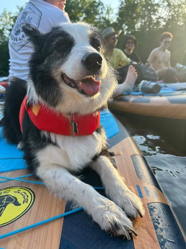 Border collie in a red life vest riding a paddleboard