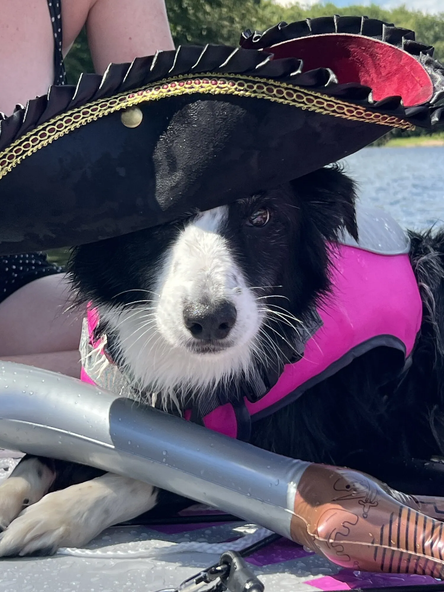 Dog in pirate hat with pink life jacket
